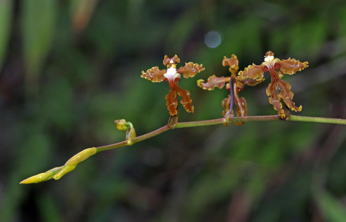 Cyrtochilum divaricatum Valle Del Cauca Cyrtochilum divaricatum