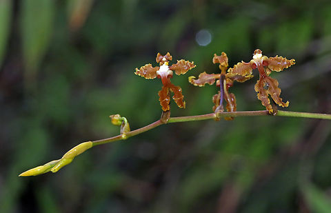 Cyrtochilum divaricatum