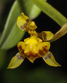 Cyrtochilum meirax Rio Bravo Reserve, Valle Del Cauca Cyrtochilum meirax,Enchanted Dancing Lady