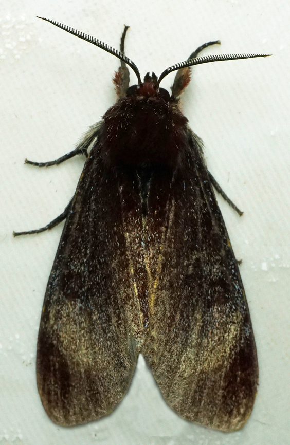 #1119 Dapa, Valle Del Cauca<br />
2100m