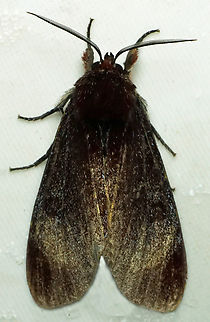 #1119 Dapa, Valle Del Cauca
2100m