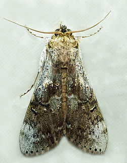 #1120 Dapa, Valle Del Cauca
2100m