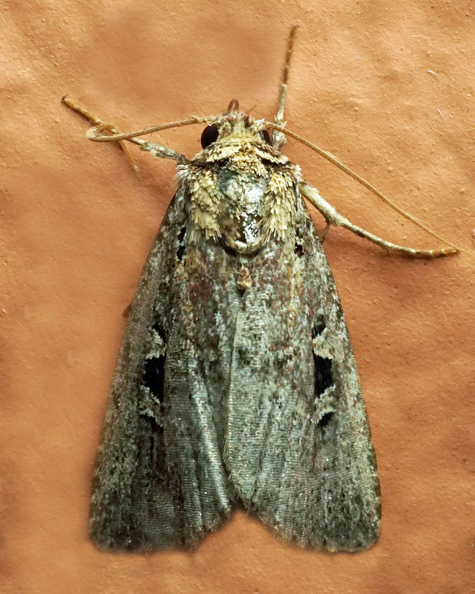 #1121 Dapa, Valle Del Cauca<br />
2100m