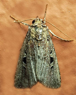 #1121 Dapa, Valle Del Cauca
2100m