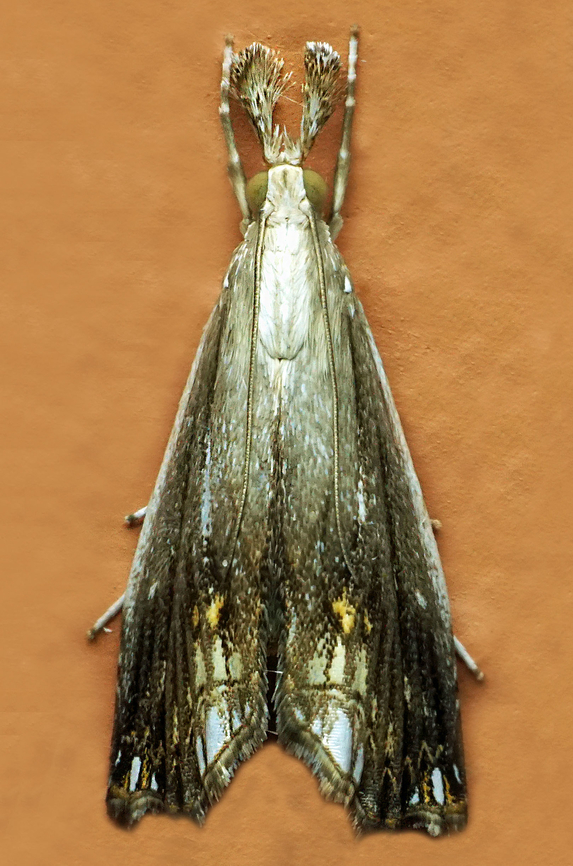 #1122 Dapa, Valle Del Cauca<br />
2100m