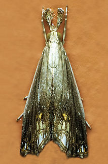 #1122 Dapa, Valle Del Cauca
2100m