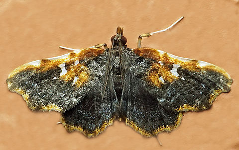 #1123 Dapa, Valle Del Cauca
2100m