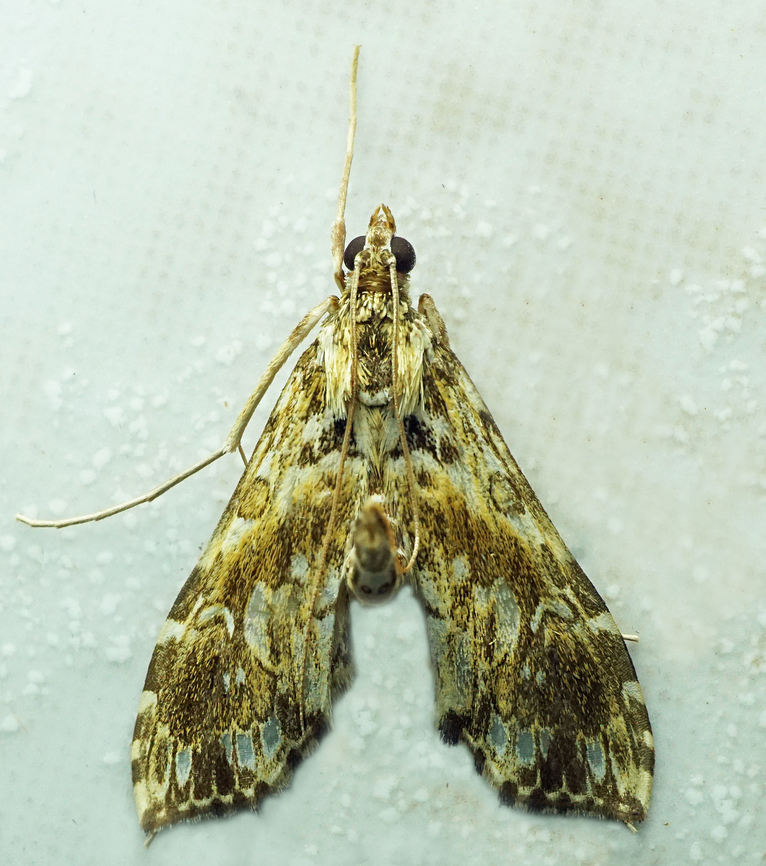 #1124 Dapa, Valle Del Cauca<br />
2100m