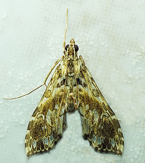 #1124 Dapa, Valle Del Cauca
2100m