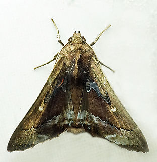 #1125 Dapa, Valle Del Cauca
2100m