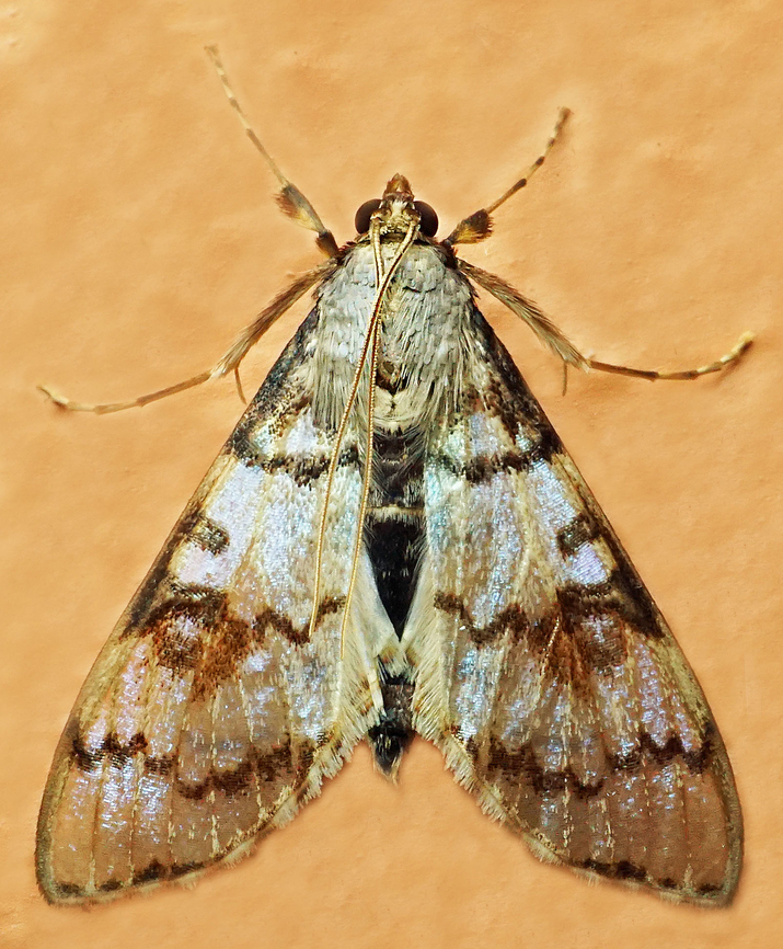 #1126 Dapa, Valle Del Cauca<br />
2100m