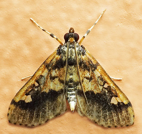 #1127 Dapa, Valle Del Cauca
2100m