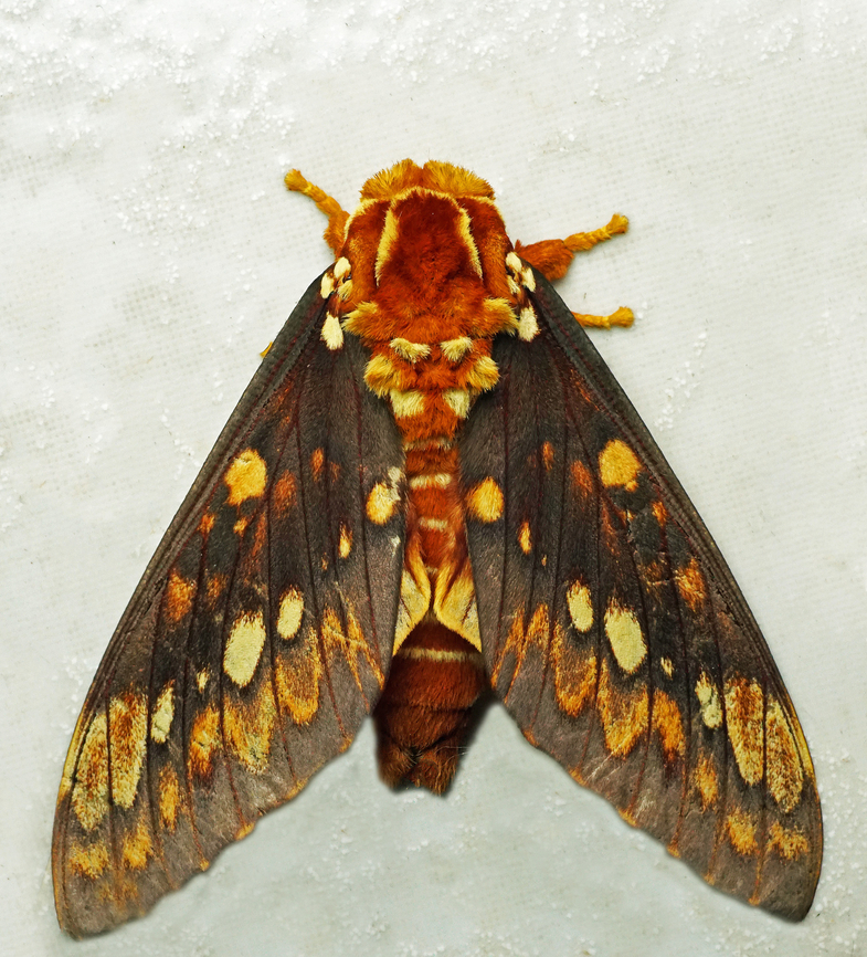 Citheronia equatorialis Dapa, Valle Del Cauca<br />
2100m Citheronia equatorialis