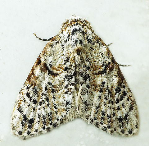 #1128 Dapa, Valle Del Cauca
2100m