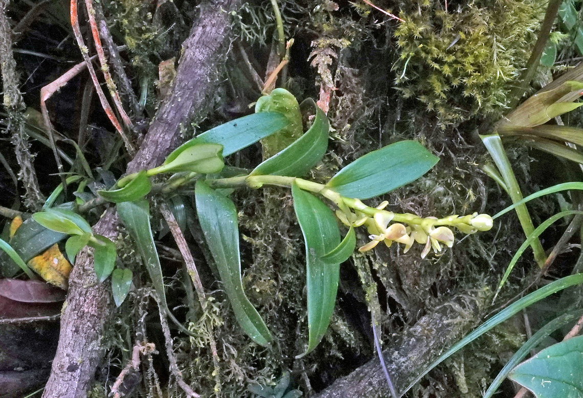 Epidendrum humeadorense Dapa, Valle Del Cauca Epidendrum humeadorense