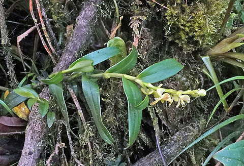 Epidendrum humeadorense