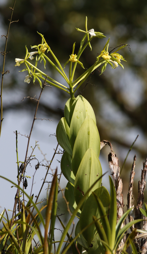 Epidendrum lacustre Dapa, Valle Del Cauca<br />
2100m Epidendrum lacustre