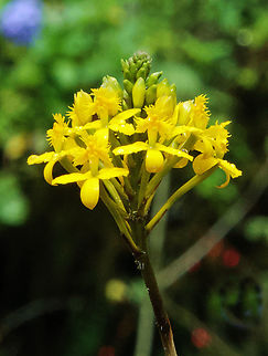 Epidendrum melinanthum