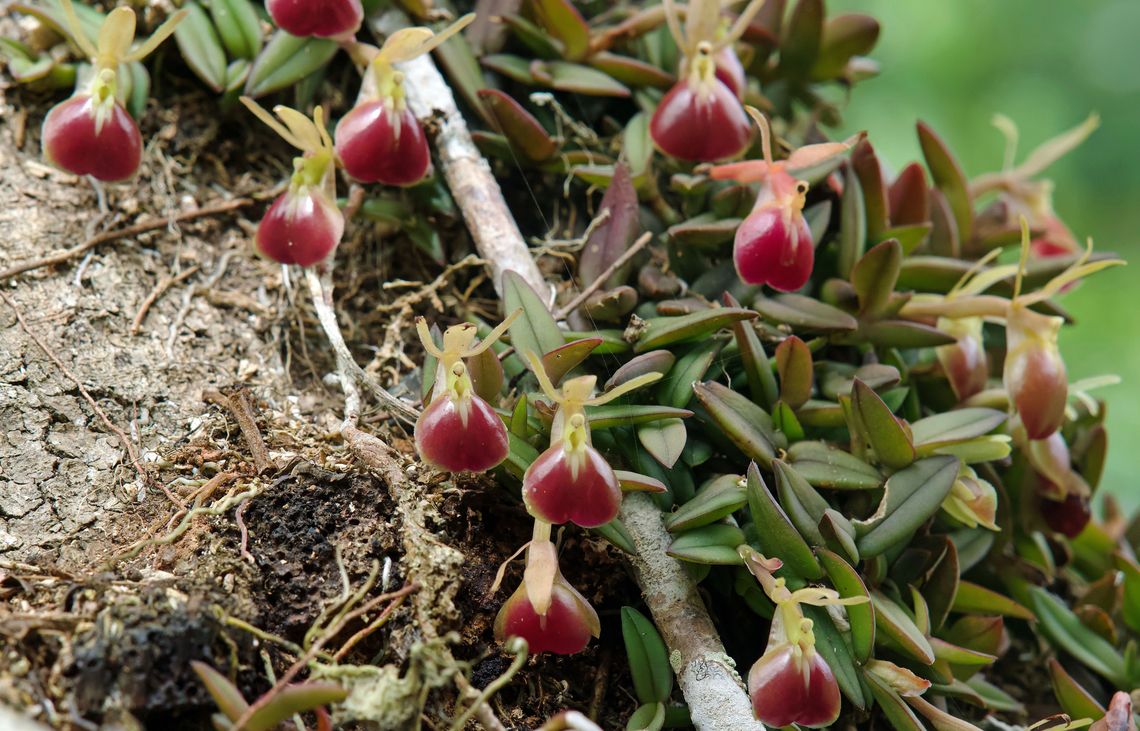 Epidendrum porpax Trujillo, Valle Del Cauca Epidendrum peperomia,Peperomia-like epidendrum