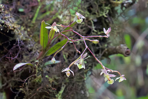 Saint Vincent Epidendrum