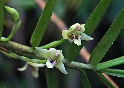 Maxillaria graminifolia
