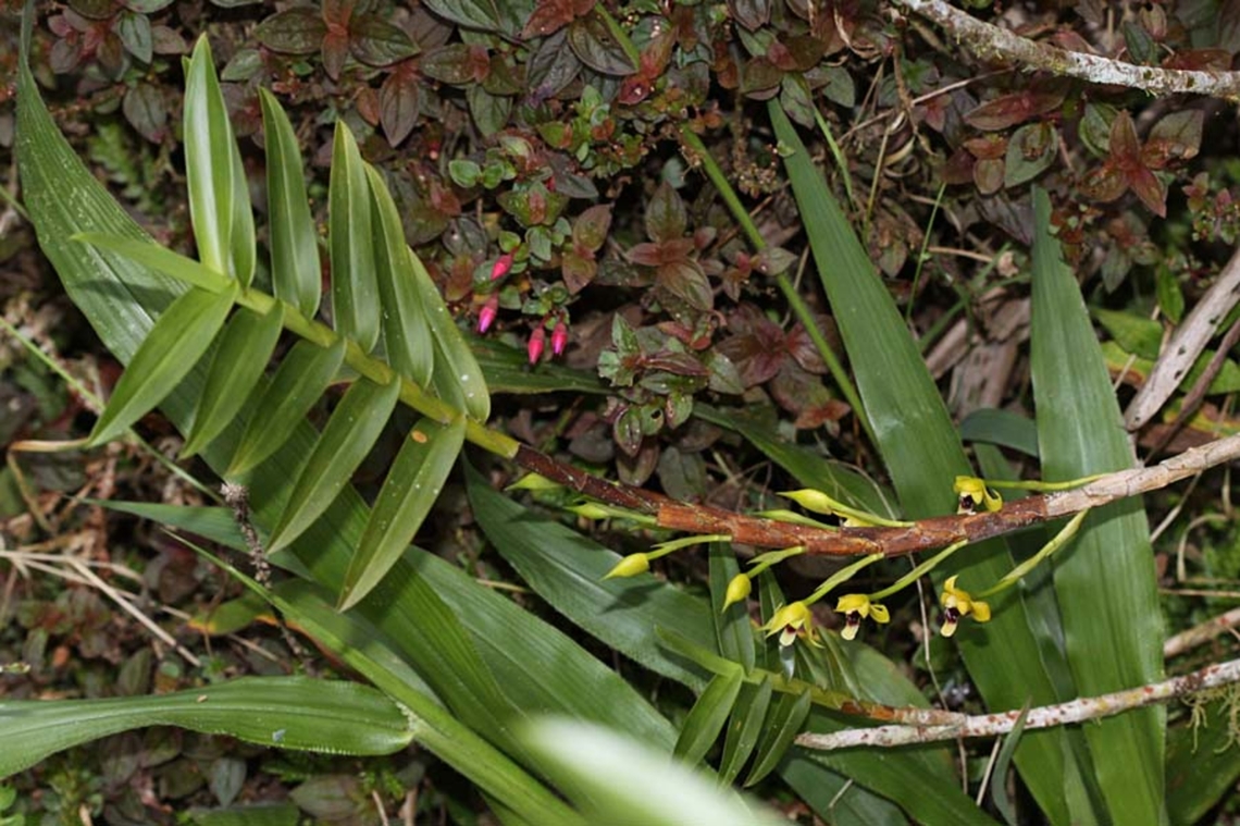 Maxillaria spilotantha Dapa, Valle Del Cauca<br />
2100m Maxillaria spilotantha