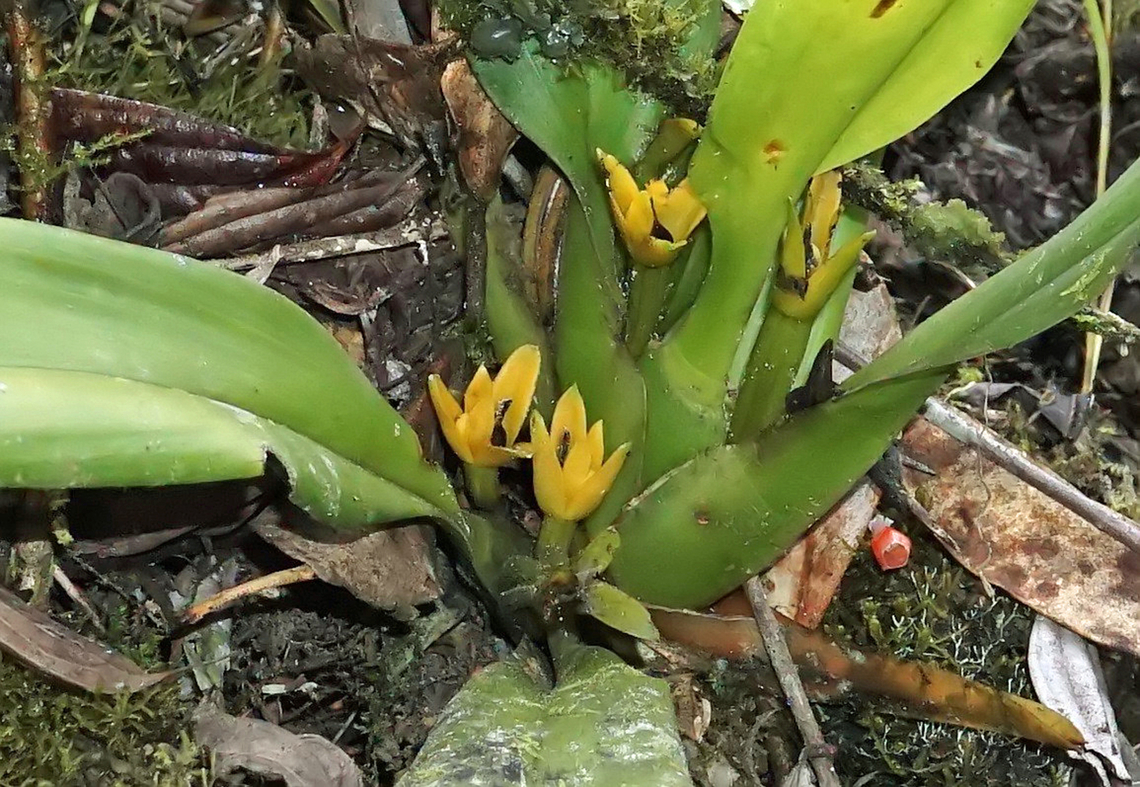 Maxillaria discolor    Rio Bravo Reseve, Valle Del Cauca                             Maxillaria discolor