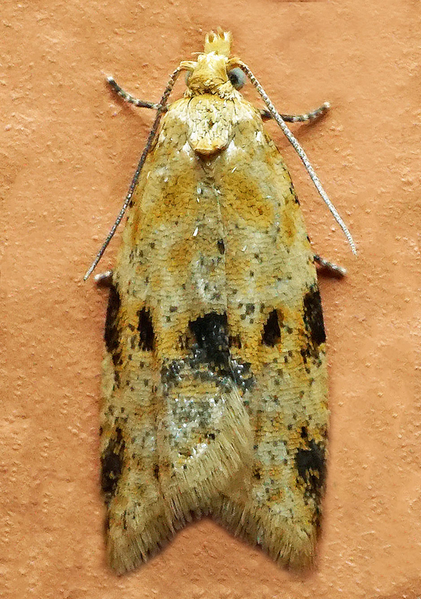 #1129 Dapa, Valle Del Cauca<br />
2100m