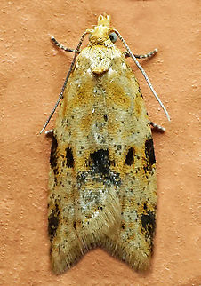 #1129 Dapa, Valle Del Cauca
2100m