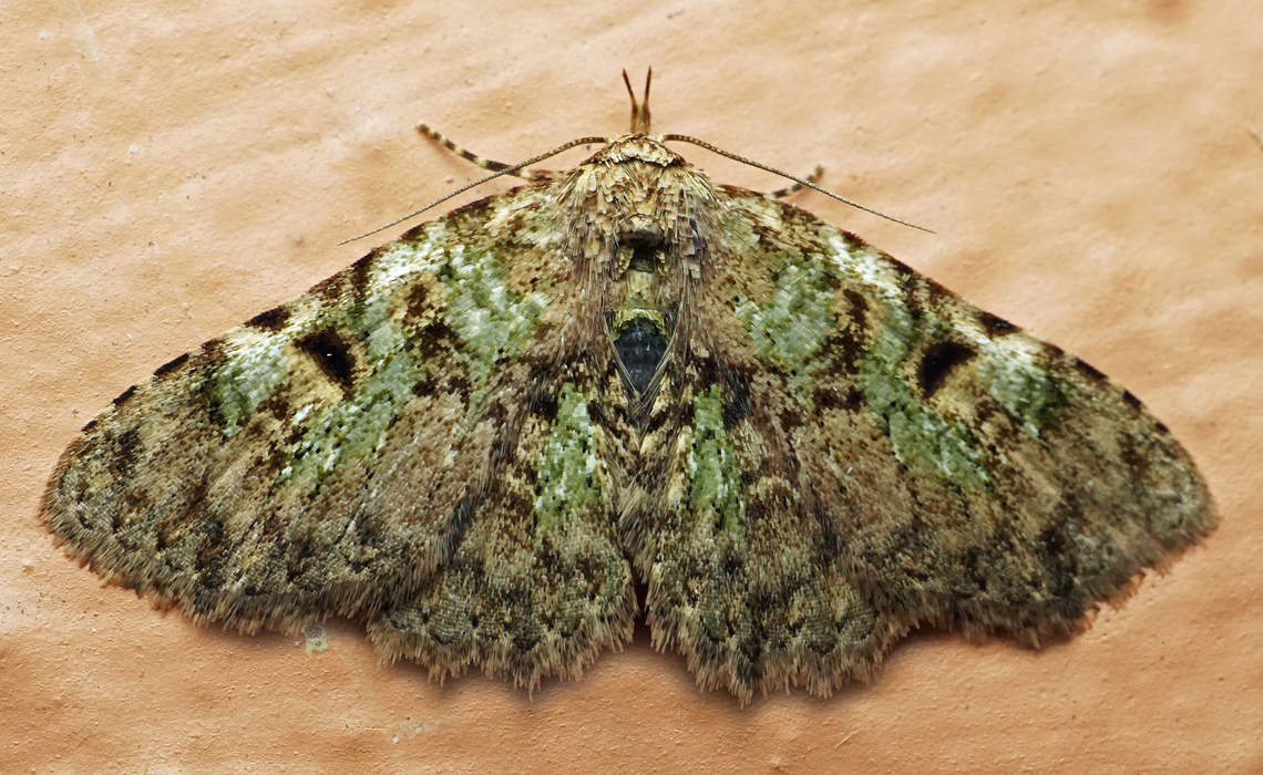 #1130 Dapa, Valle Del Cauca<br />
2100m