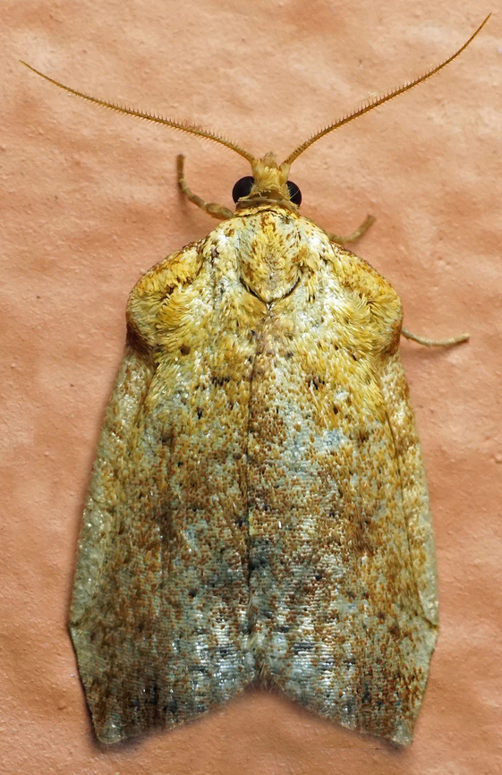 #1131 Dapa, Valle Del Cauca<br />
2100m