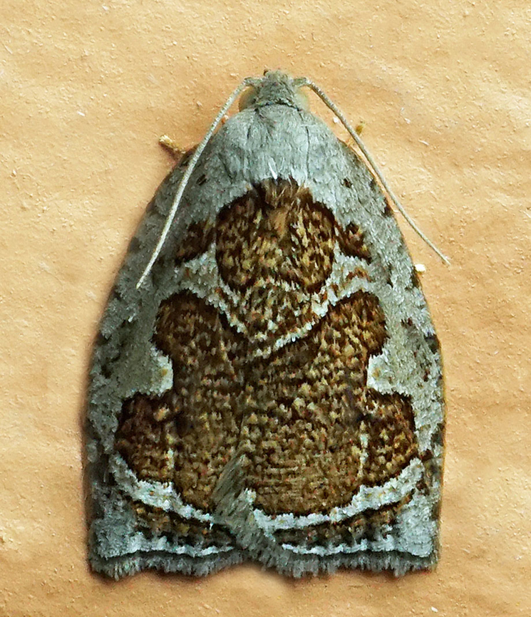 #1132 Dapa, Valle Del Cauca<br />
2100m