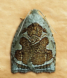 #1132 Dapa, Valle Del Cauca
2100m