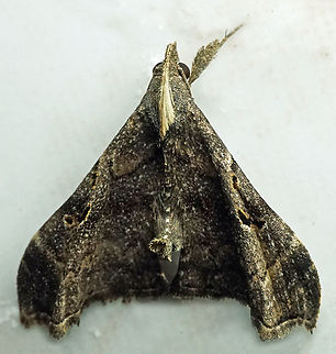 #1133 Dapa, Valle Del Cauca
2100m