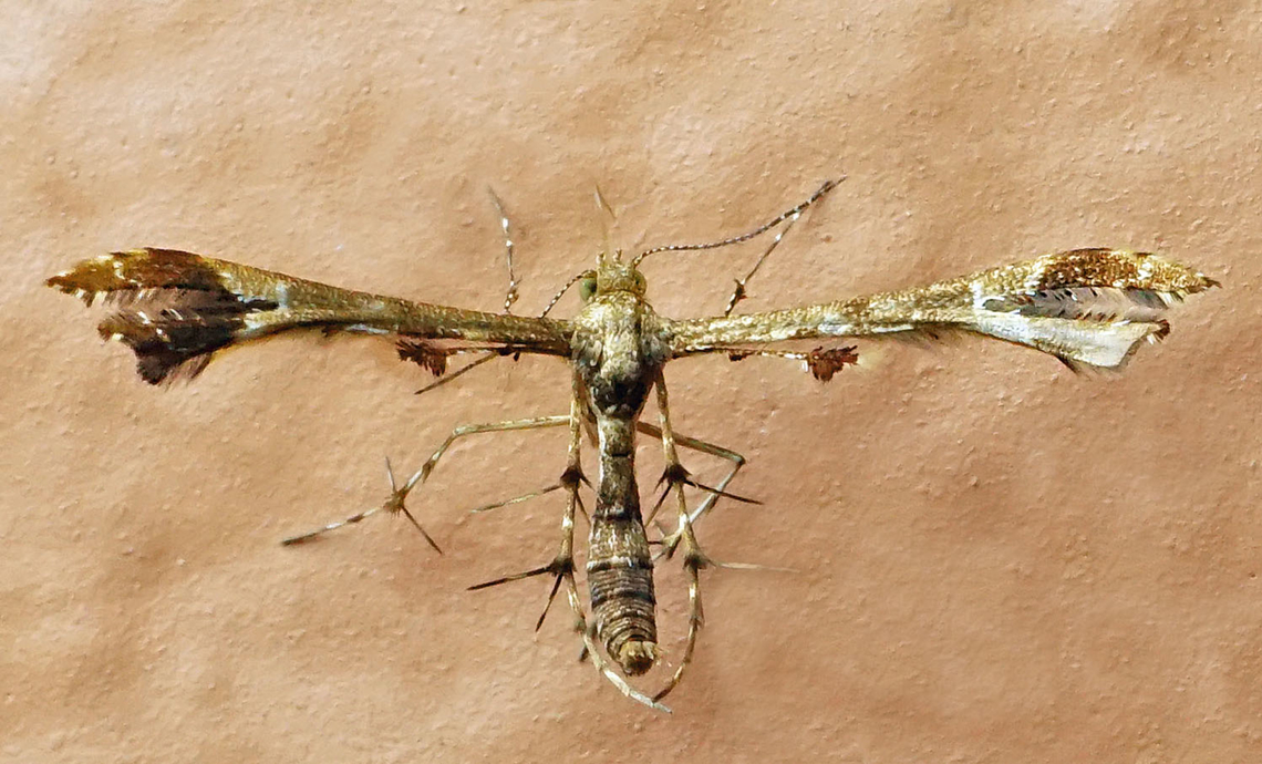 #1134 Dapa, Valle Del Cauca<br />
2100m