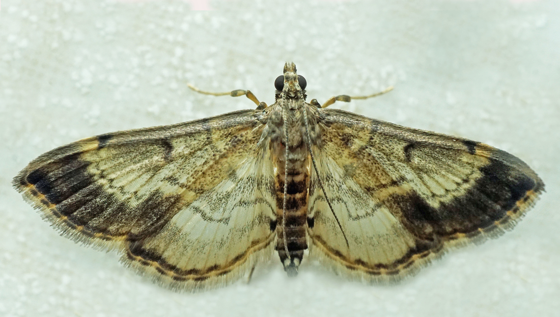 #1135 Dapa, Valle Del Cauca<br />
2100m