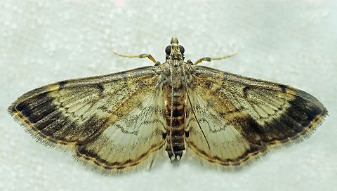 #1135 Dapa, Valle Del Cauca
2100m