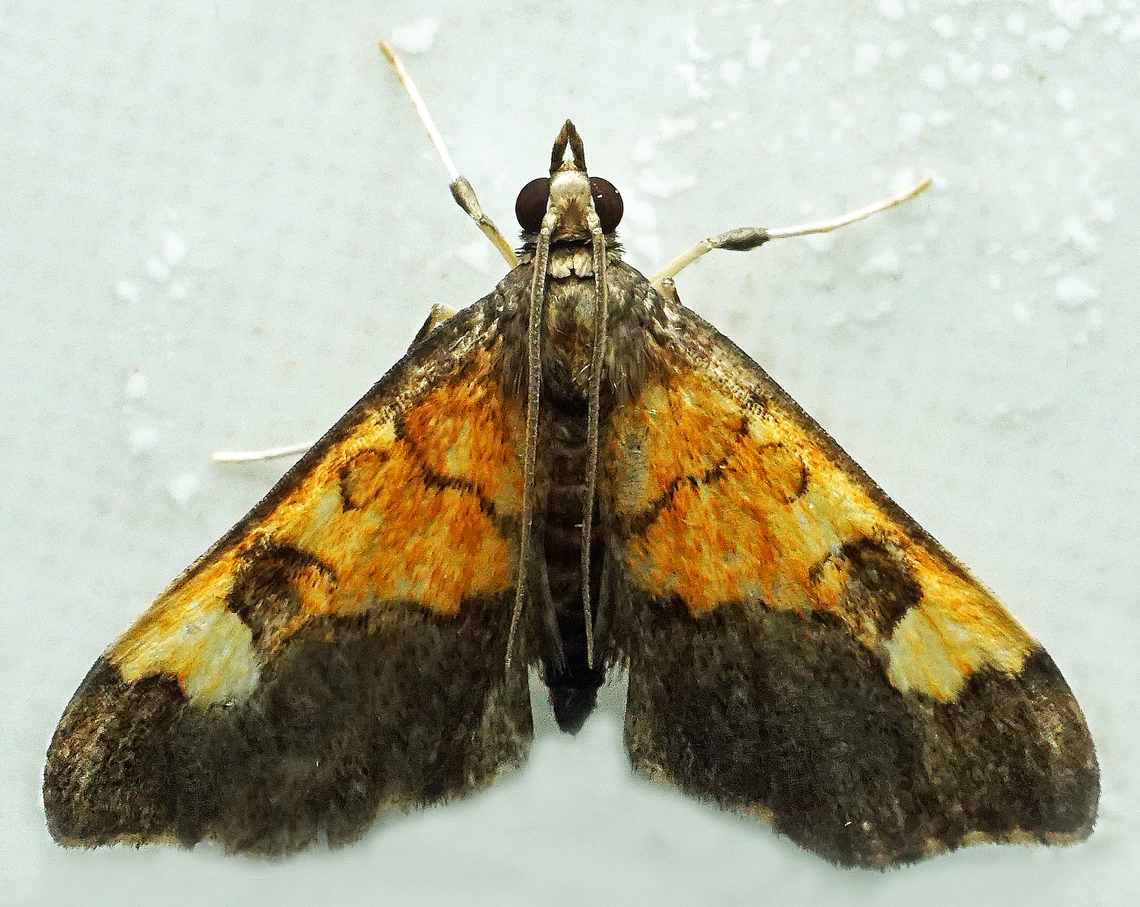 #1136 Dapa, Valle Del Cauca<br />
2100m