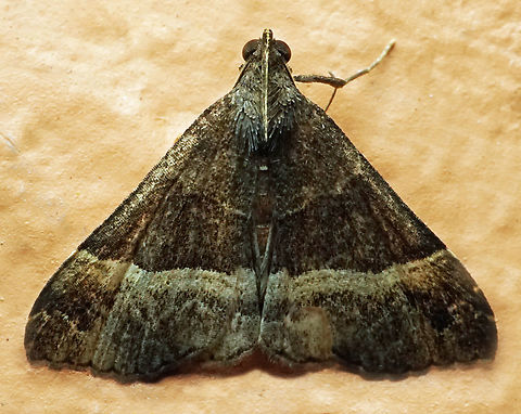 #1137 Dapa, Valle Del Cauca
2100m