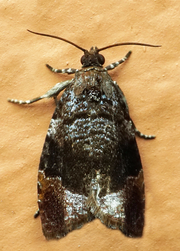 #1139 Dapa, Valle Del Cauca<br />
2100m