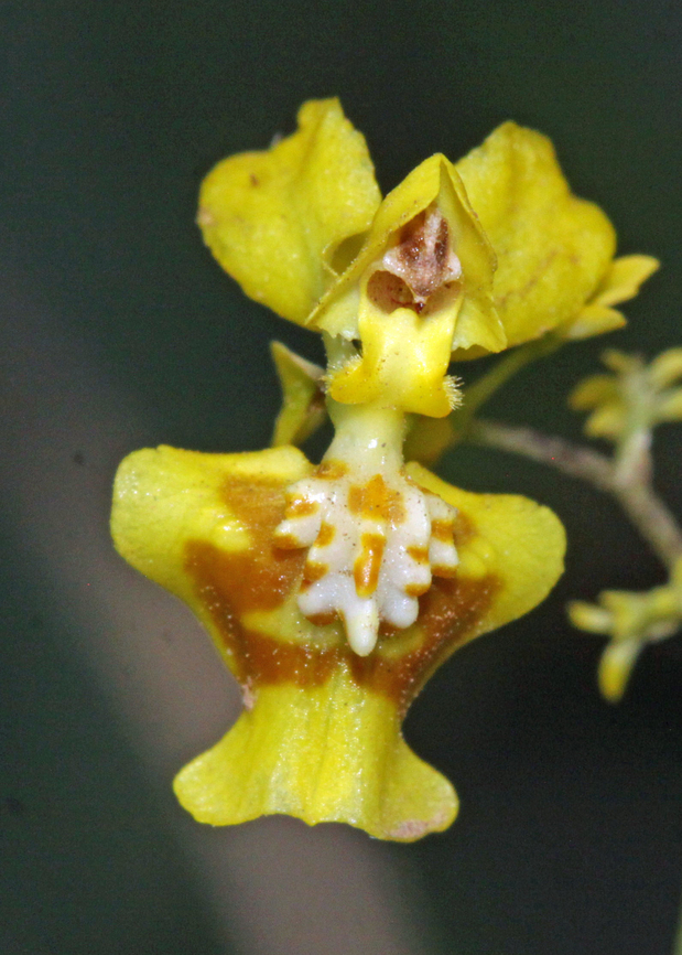 Oncidium adelaidae Trujillo, Valle Del Cauca Oncidium adelaidae