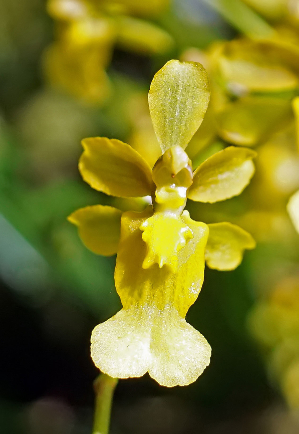 Oncidium chrysomorphum Dapa, Valle Del Cauca,<br />
2100m Oncidium chrysomorphum