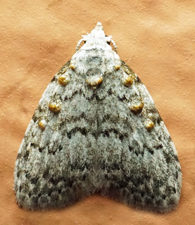 #1141 Dapa, Valle Del Cauca<br />
2100m