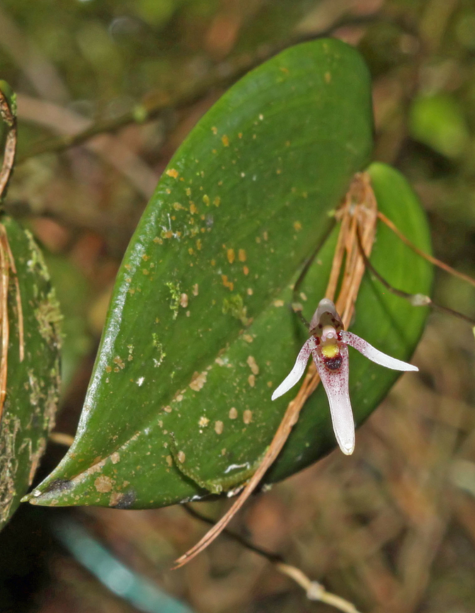 Pleurothallis anthrax Rio Bravo Reserve, Valle Del Cauca Pleurothallis anthrax