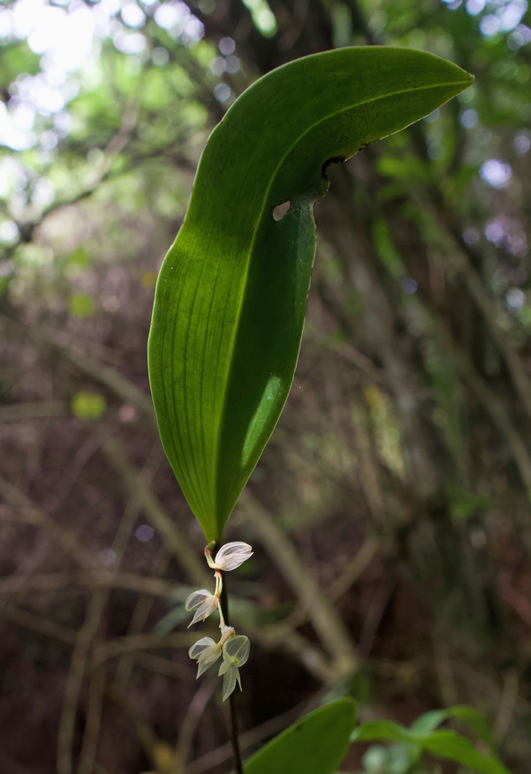 Pleurothallis circinata Trujillo, Valle Del Cauca Curled Pleurothallis,Pleurothallis circinata