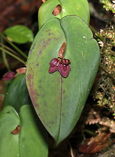 Giraldo's Pleurothallis