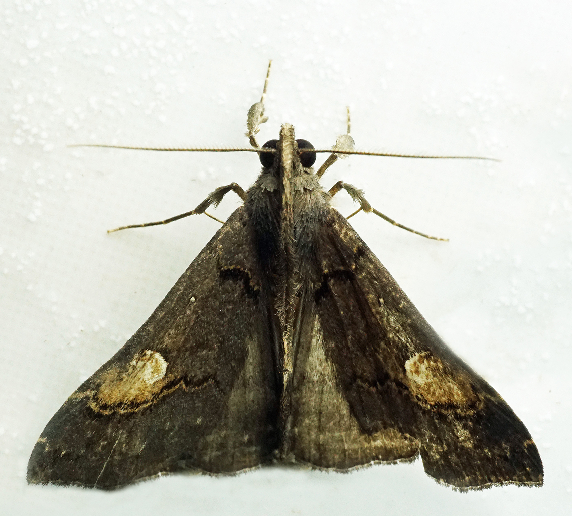 #1142 Dapa, Valle Del Cauca<br />
2100m