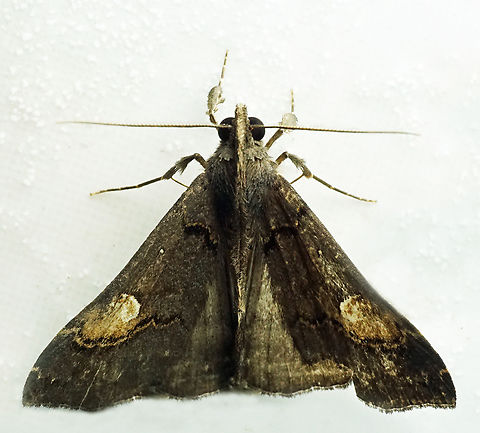 #1142 Dapa, Valle Del Cauca
2100m