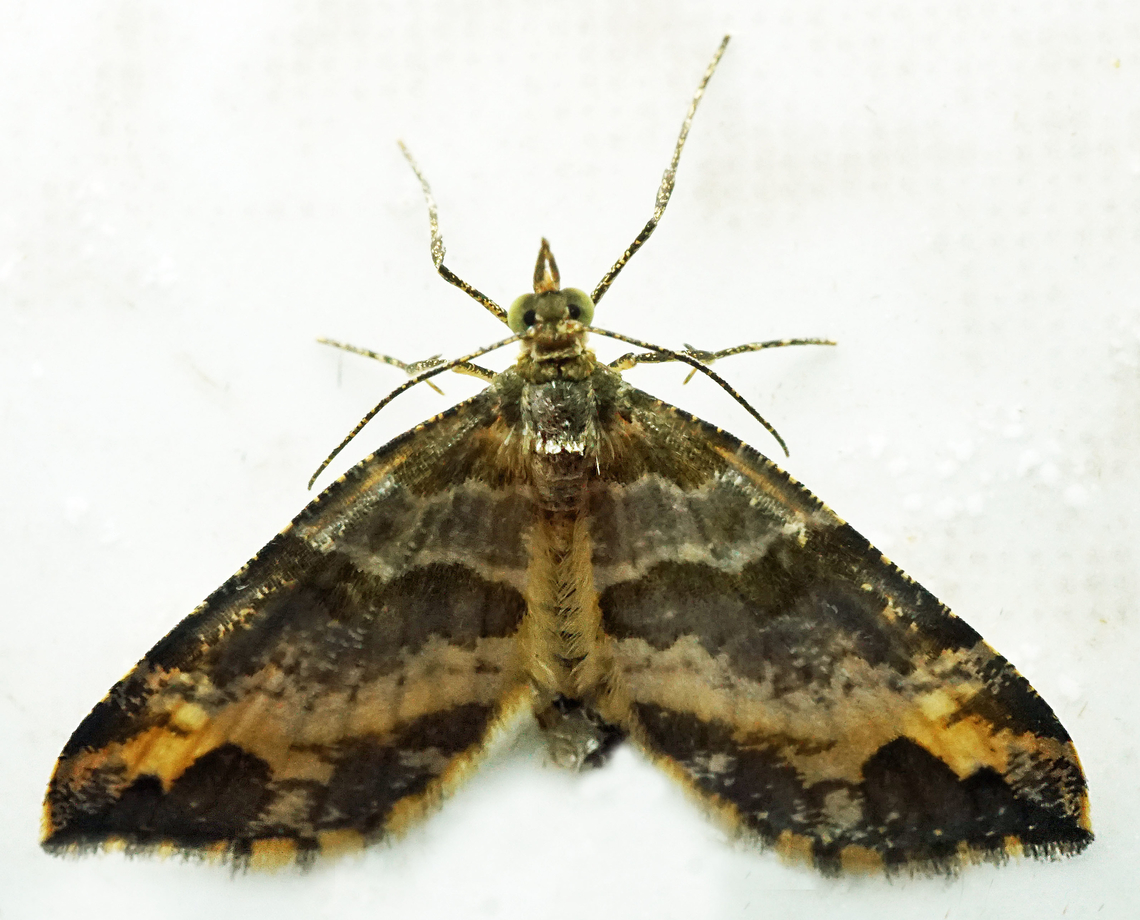 #1143 Dapa, Valle Del Cauca<br />
2100m