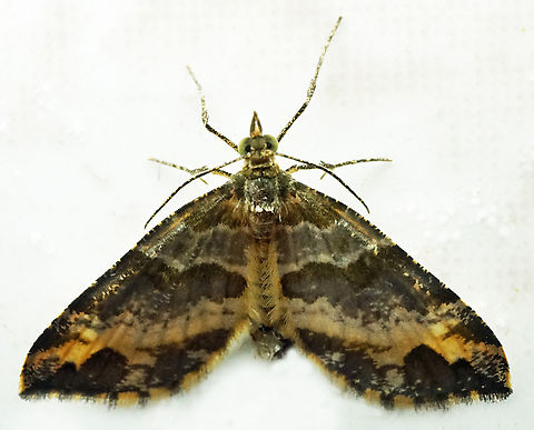 #1143 Dapa, Valle Del Cauca
2100m